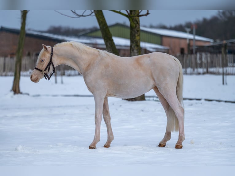 Welsh A (Mountain Pony) Stallion 2 years 10,2 hh Cremello in Grote Brogel