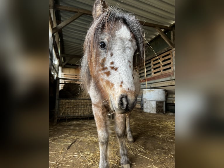 Welsh A (Mountain Pony) Stallion 2 years 10,2 hh Leopard-Piebald in Langgöns