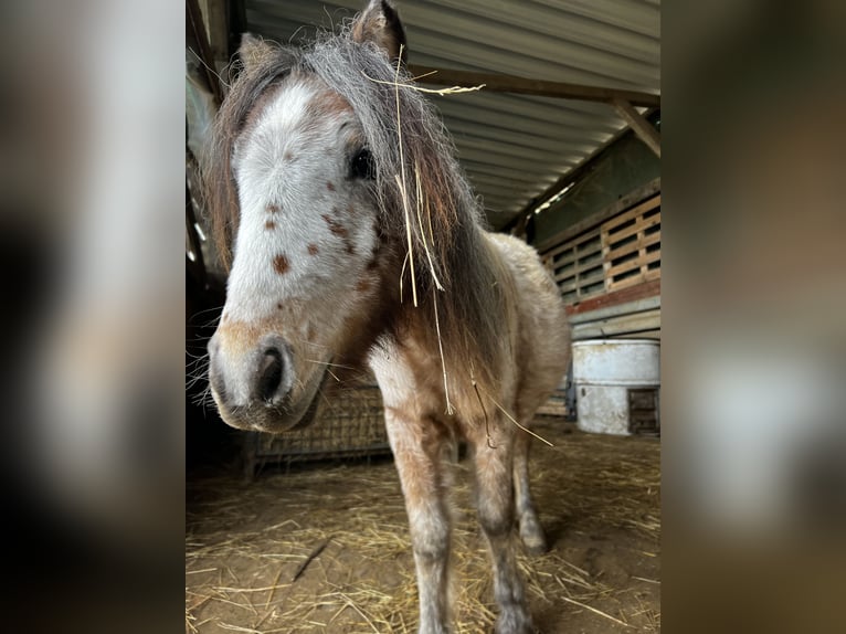 Welsh A (Mountain Pony) Stallion 2 years 10,2 hh Leopard-Piebald in Langgöns