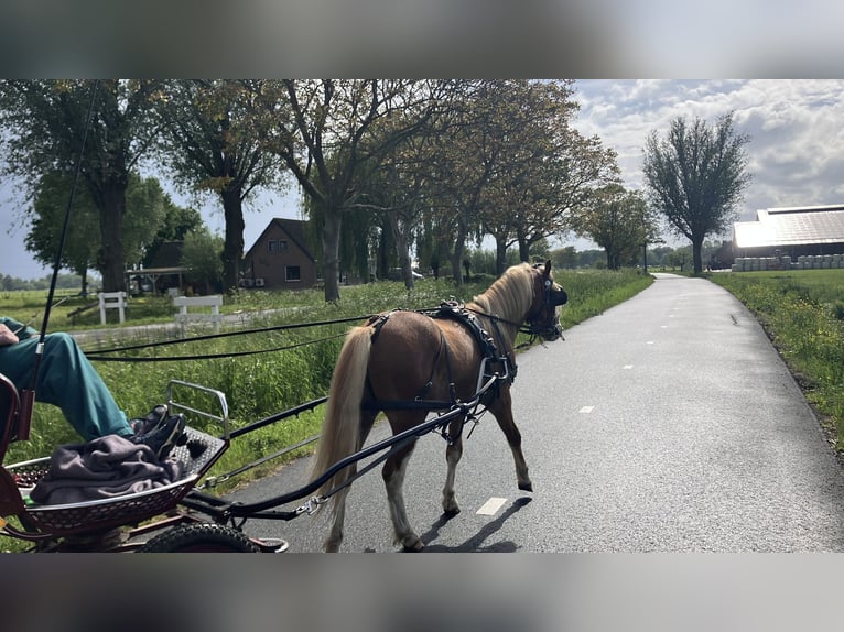 Welsh A (Mountain Pony) Stallion 2 years 11.2 hh Chestnut-Red in Giessenburg