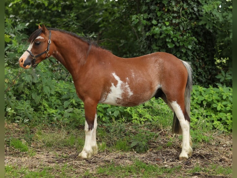 Welsh A (Mountain Pony) Stallion 2 years 11,1 hh Brown in Aalten