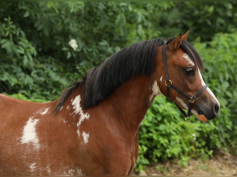 Welsh A (Mountain Pony) Stallion 2 years 11,1 hh Brown in Aalten