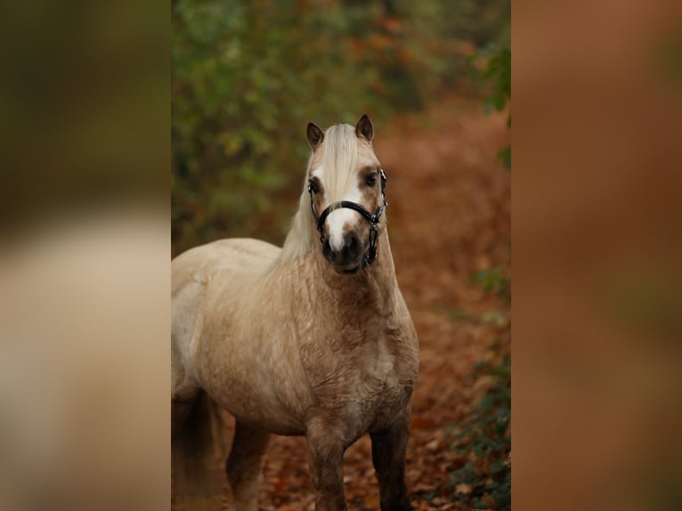 Welsh A (Mountain Pony) Stallion 2 years 11,2 hh Palomino in Aalten