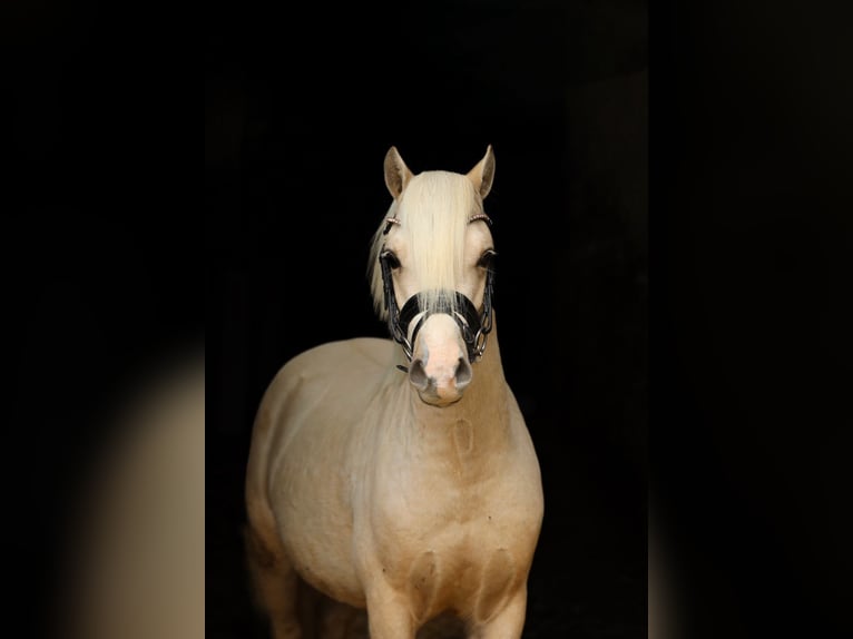 Welsh A (Mountain Pony) Stallion 2 years 12 hh Palomino in Aalten
