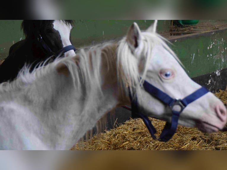 Welsh A (Mountain Pony) Stallion 2 years Cremello in Herzberg