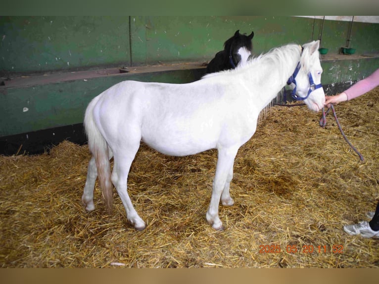 Welsh A (Mountain Pony) Stallion 2 years Cremello in Herzberg