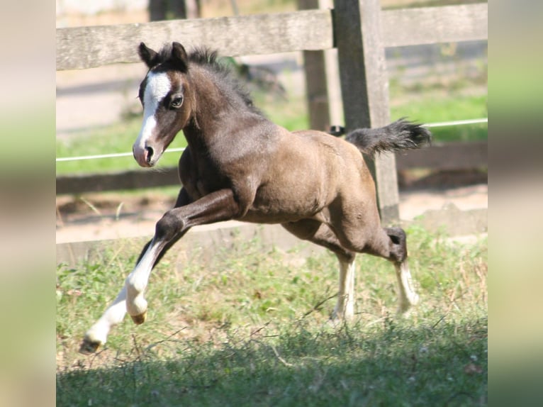 Welsh A (Mountain Pony) Stallion 2 years Grey in Erwitte