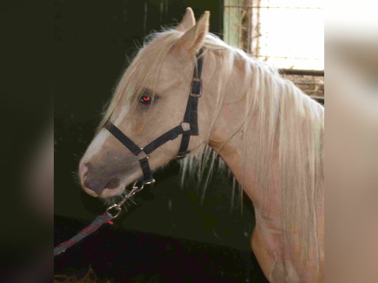 Welsh A (Mountain Pony) Stallion 2 years Palomino in Herzberg