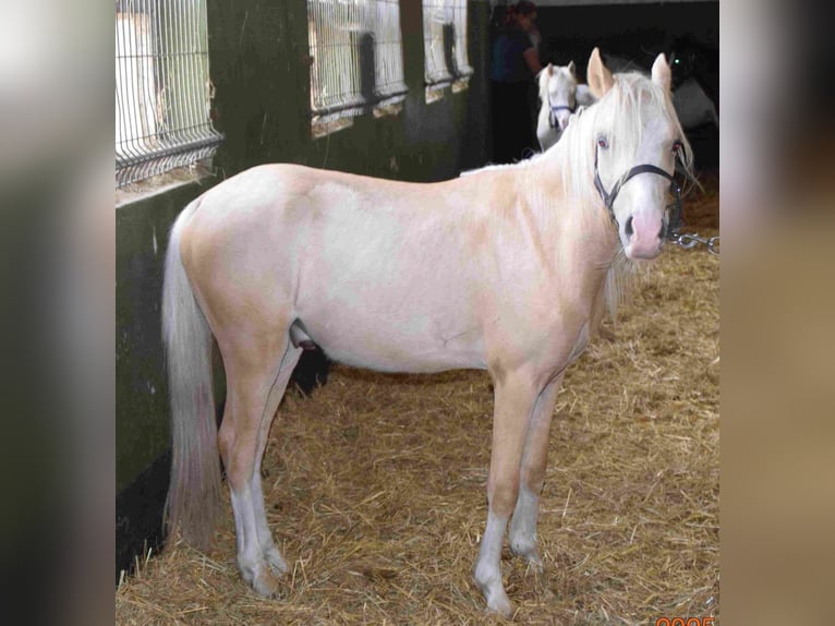 Welsh A (Mountain Pony) Stallion 2 years Palomino in Herzberg
