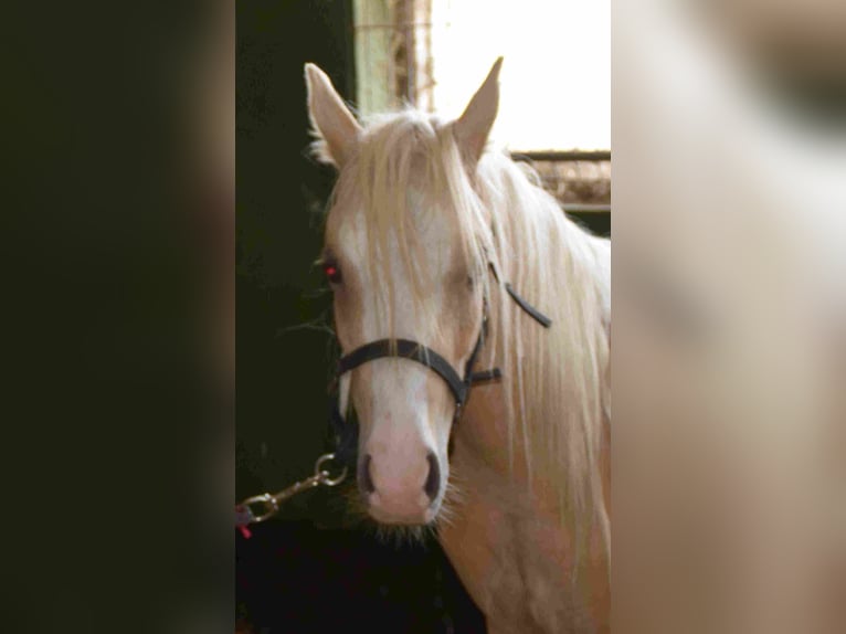 Welsh A (Mountain Pony) Stallion 2 years Palomino in Herzberg