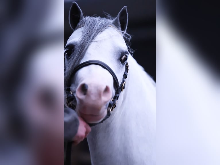Welsh A (Mountain Pony) Stallion 3 years 11.1 hh Grey in Ruinerwold