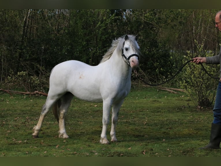 Welsh A (Mountain Pony) Stallion 3 years 11.1 hh Grey in Ruinerwold