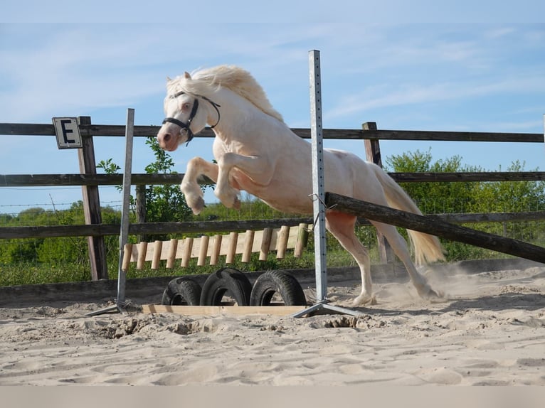 Welsh A (Mountain Pony) Stallion 3 years 11.2 hh Cremello in Zoelen