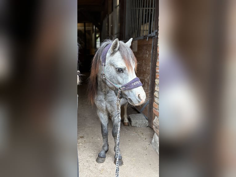 Welsh A (Mountain Pony) Stallion 3 years 11 hh Grey-Blue-Tan in Bentzin