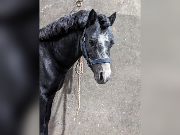Welsh A (Mountain Pony) Stallion 3 years 11,1 hh Black in Twistringen