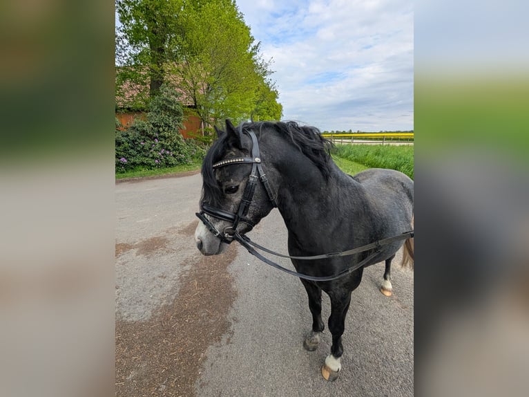Welsh A (Mountain Pony) Stallion 3 years 11,1 hh Black in Twistringen