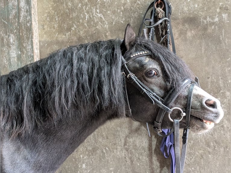 Welsh A (Mountain Pony) Stallion 3 years 11,1 hh Can be white in Twistringen