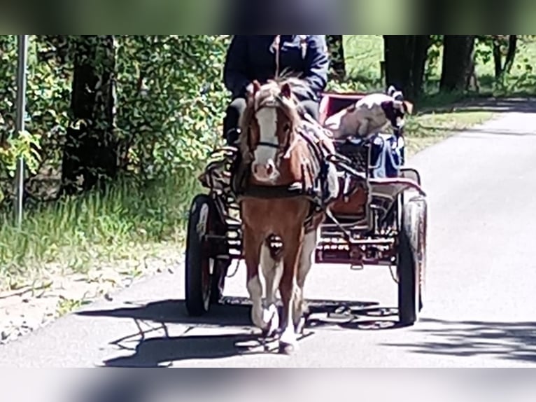 Welsh A (Mountain Pony) Stallion 3 years 11,1 hh Chestnut-Red in Lübbenau