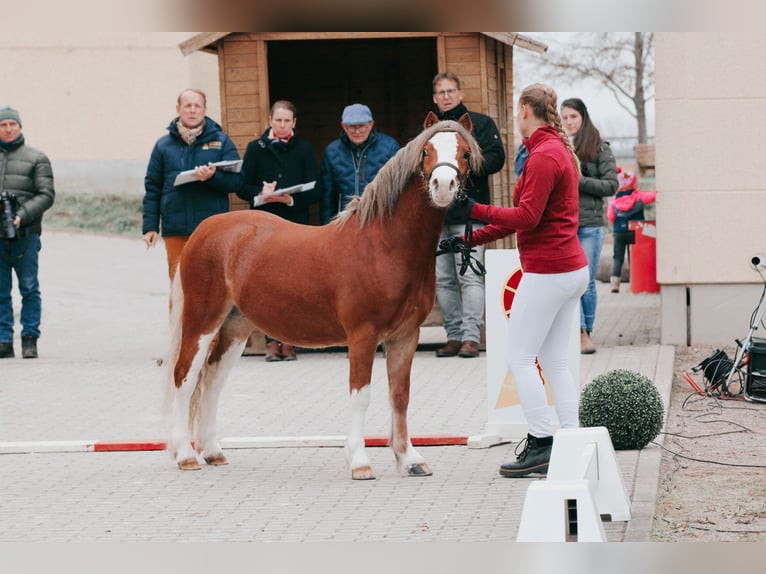 Welsh A (Mountain Pony) Stallion 3 years 11,1 hh Chestnut-Red in Lübbenau