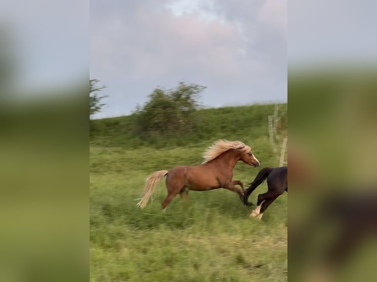 Welsh A (Mountain Pony) Stallion 3 years 11,1 hh Chestnut-Red in Ulrichstein