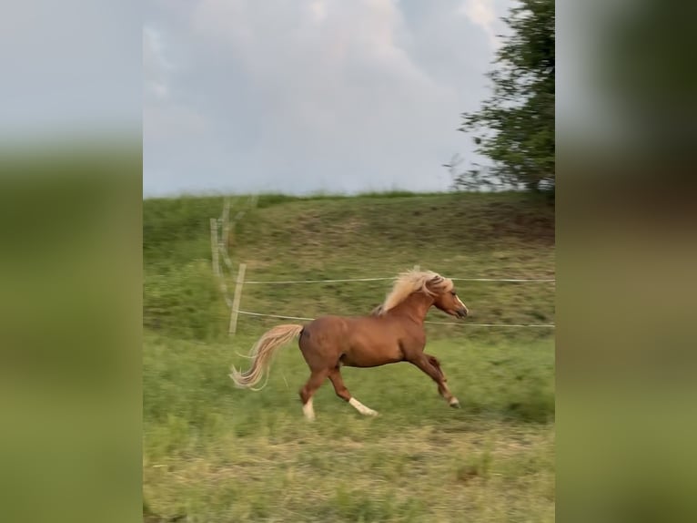 Welsh A (Mountain Pony) Stallion 3 years 11,1 hh Chestnut-Red in Ulrichstein