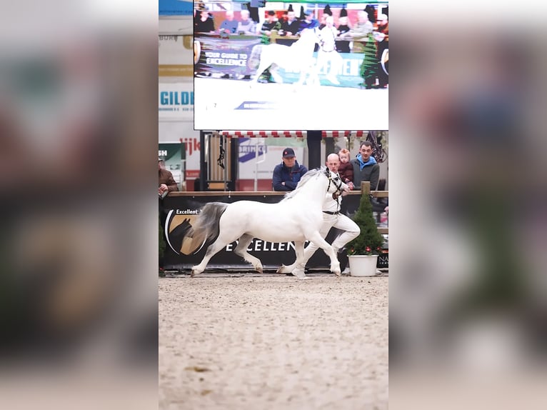 Welsh A (Mountain Pony) Stallion 3 years 11,1 hh Grey in Ruinerwold
