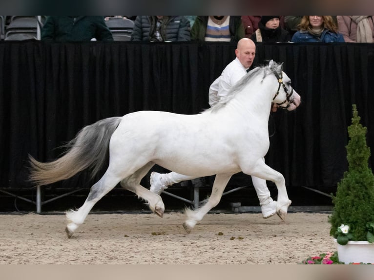 Welsh A (Mountain Pony) Stallion 3 years 11,1 hh Grey in Ruinerwold