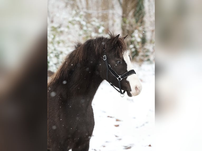 Welsh A (Mountain Pony) Stallion 3 years 11,2 hh Black in Aalten