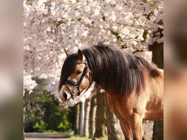 Welsh A (Mountain Pony) Stallion 3 years 12 hh Buckskin in Heemskerk