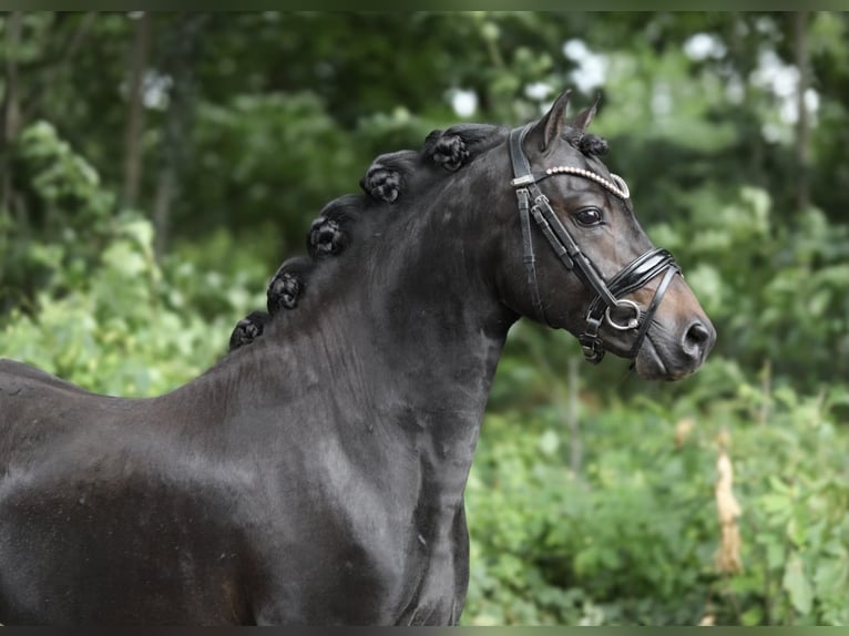 Welsh A (Mountain Pony) Stallion 3 years 12,1 hh Smoky-Black in Aalten
