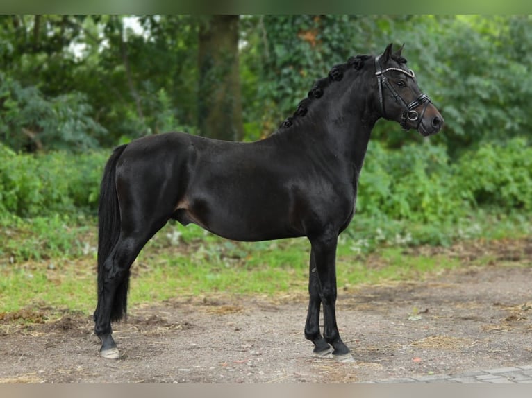 Welsh A (Mountain Pony) Stallion 3 years 12,1 hh Smoky-Black in Aalten