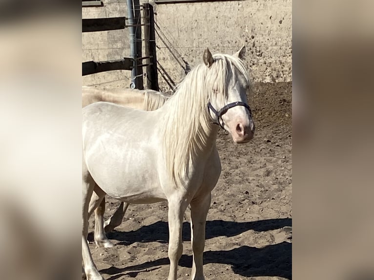 Welsh A (Mountain Pony) Stallion 3 years Cremello in Herzberg