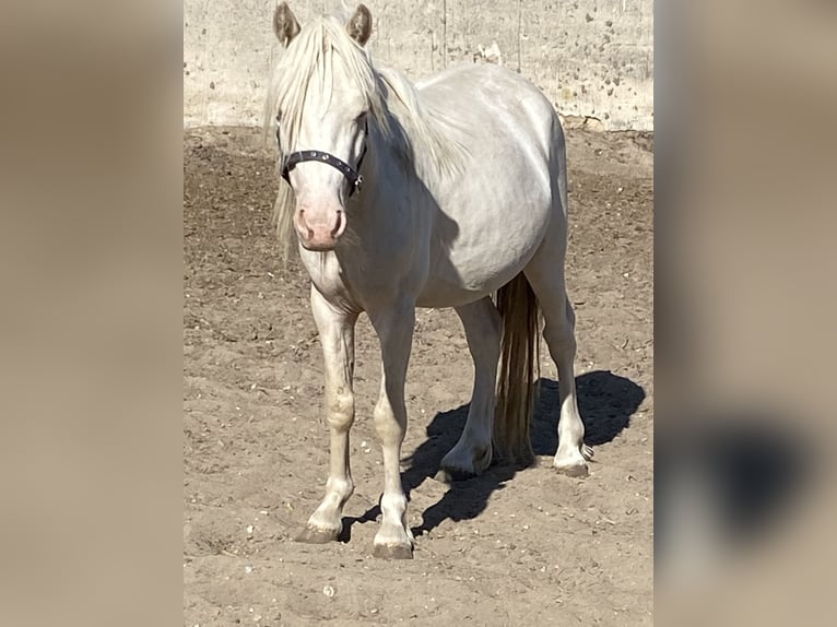 Welsh A (Mountain Pony) Stallion 3 years Cremello in Herzberg