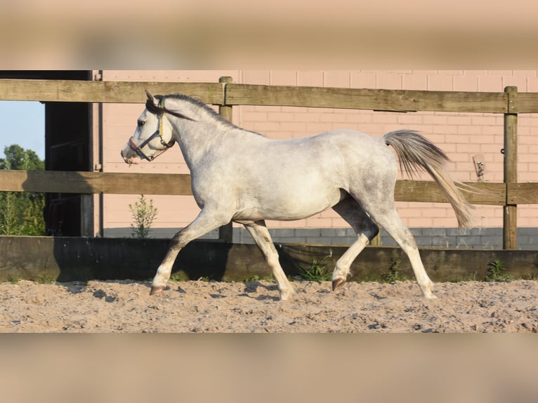 Welsh A (Mountain Pony) Stallion 3 years Gray-Dapple in Achtmaal