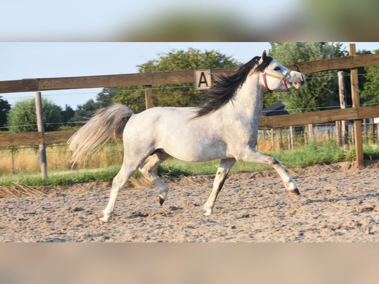 Welsh A (Mountain Pony) Stallion 3 years Gray-Dapple in Achtmaal