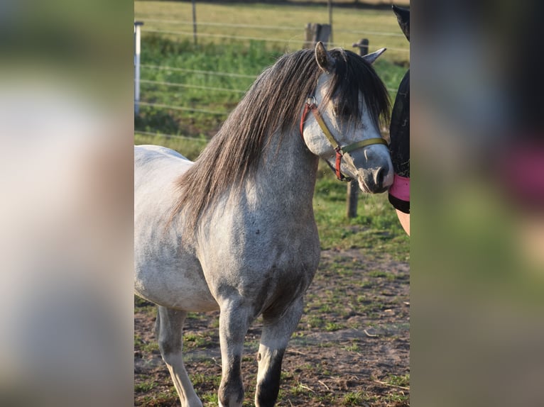 Welsh A (Mountain Pony) Stallion 3 years Gray-Dapple in Achtmaal