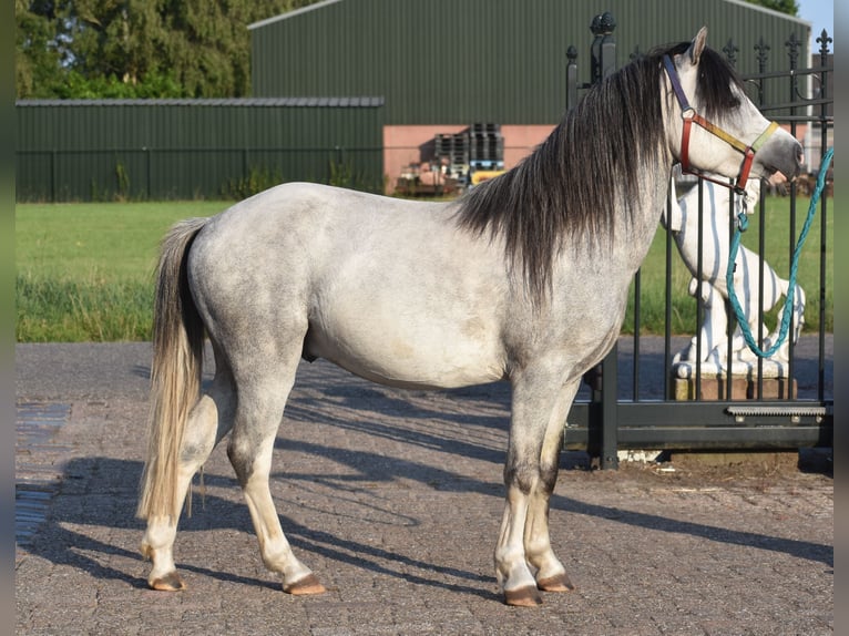 Welsh A (Mountain Pony) Stallion 3 years Gray-Dapple in Achtmaal