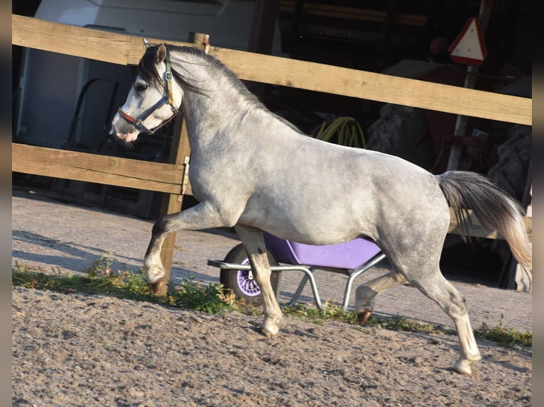 Welsh A (Mountain Pony) Stallion 3 years Gray-Dapple in Achtmaal