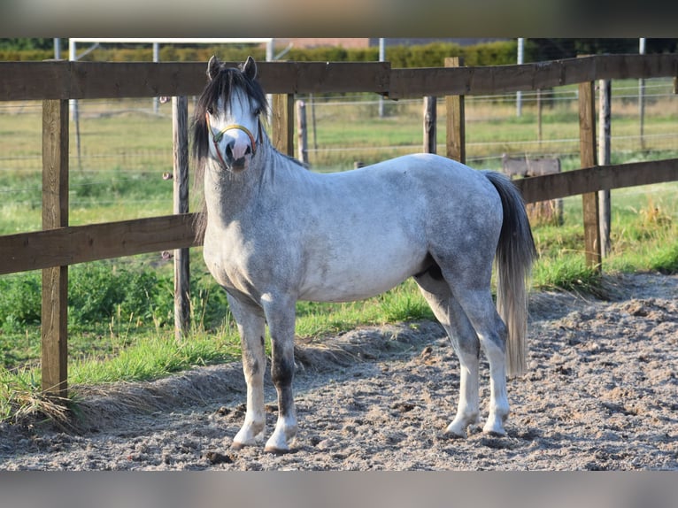 Welsh A (Mountain Pony) Stallion 3 years Gray-Dapple in Achtmaal