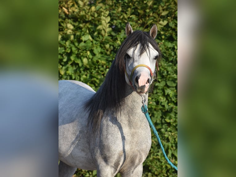 Welsh A (Mountain Pony) Stallion 3 years Gray-Dapple in Achtmaal