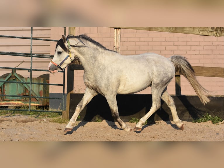 Welsh A (Mountain Pony) Stallion 3 years Gray-Dapple in Achtmaal