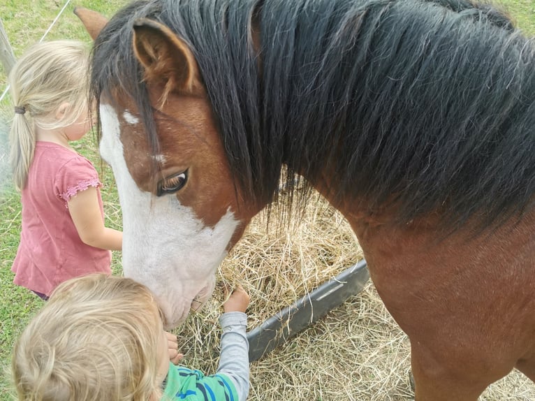 Welsh A (Mountain Pony) Stallion 4 years 11.3 hh Brown in Obing