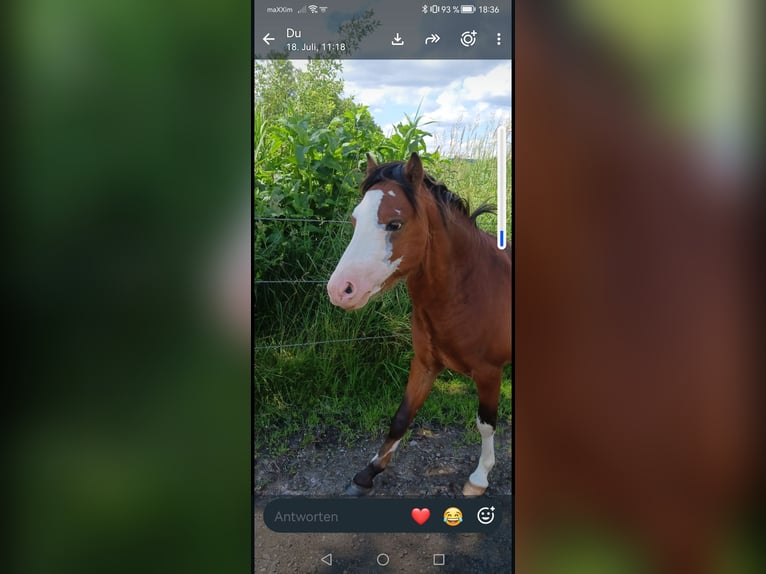 Welsh A (Mountain Pony) Stallion 4 years 11.3 hh Brown in Obing