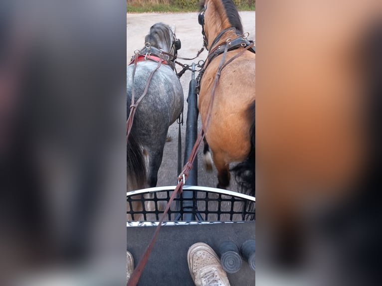 Welsh A (Mountain Pony) Stallion 4 years 11 hh Grey-Blue-Tan in Mörbisch am See