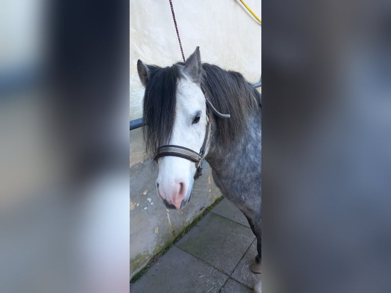 Welsh A (Mountain Pony) Stallion 4 years 11 hh Grey-Blue-Tan in Mörbisch am See