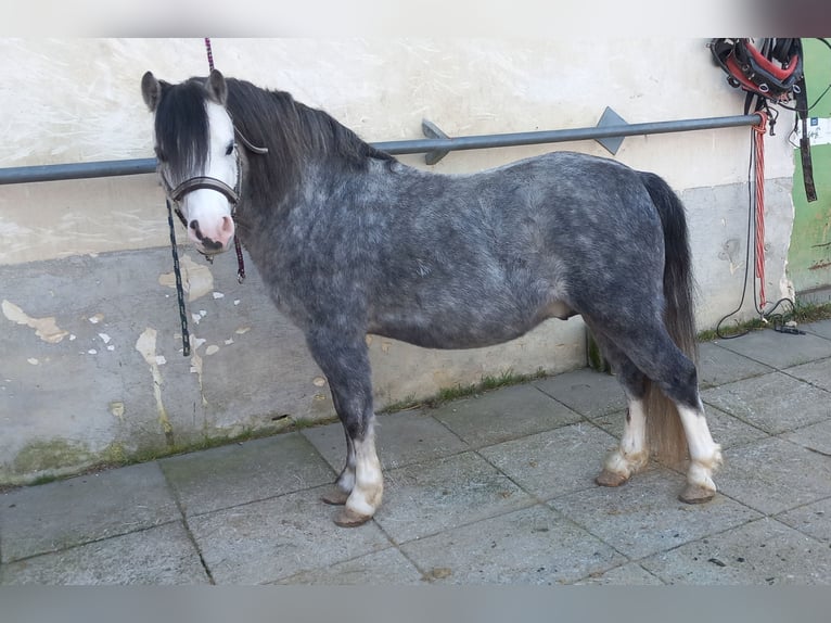 Welsh A (Mountain Pony) Stallion 4 years 11 hh Grey-Blue-Tan in Mörbisch am See