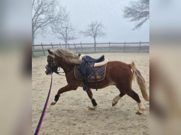 Welsh A (Mountain Pony) Stallion 4 years 11,1 hh Chestnut-Red in Gendt