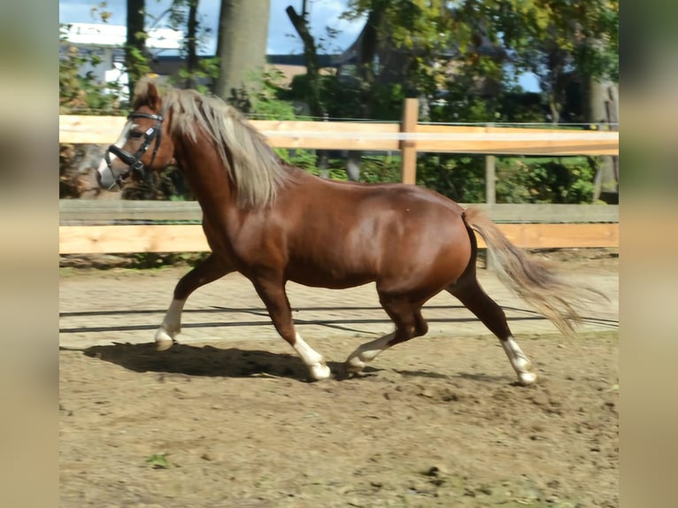 Welsh A (Mountain Pony) Stallion 4 years 11,1 hh Chestnut-Red in Gendt