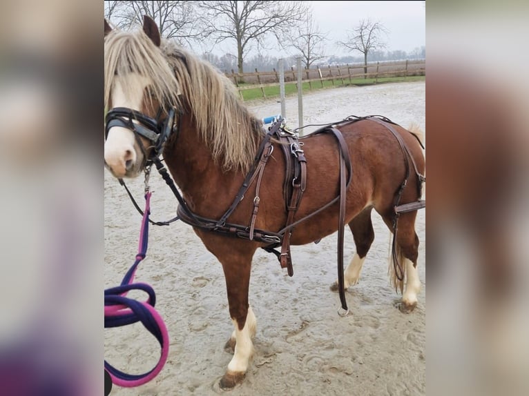 Welsh A (Mountain Pony) Stallion 4 years 11,1 hh Chestnut-Red in Gendt