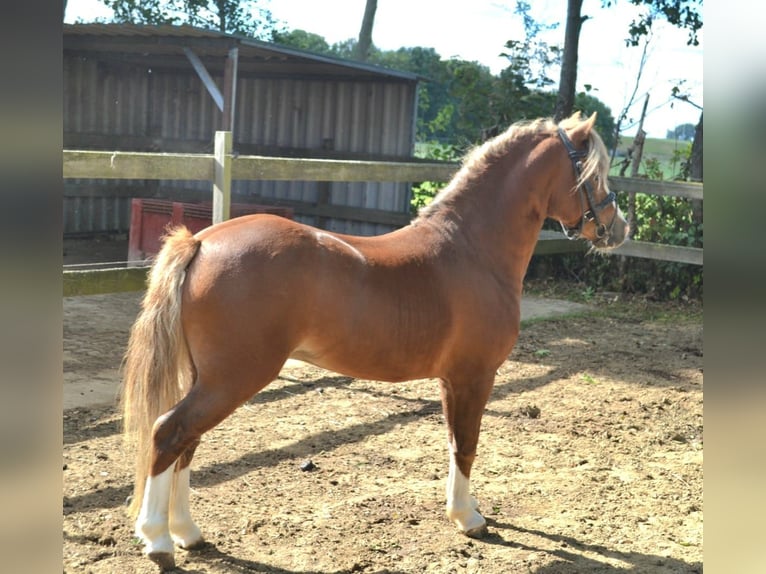 Welsh A (Mountain Pony) Stallion 4 years 11,1 hh Chestnut-Red in Gendt